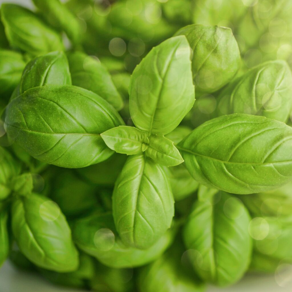 Kuvassa basilikan (Ocimum basilicum) lehtiä.